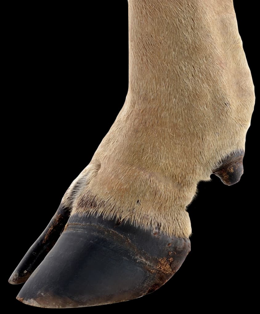 Picture of the cow's hoof